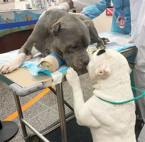 Dogs Comfort Each Other After Owner Dies in Accident